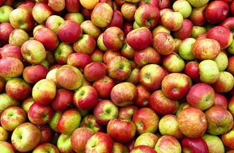 Apple diet for weight loss